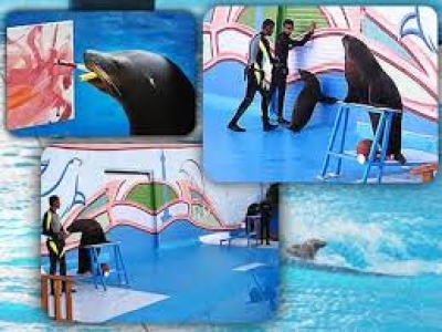 پارک دلفین های برج میلاد تهران میزبان 50 کودک تحت پوشش مهرآفرین شد